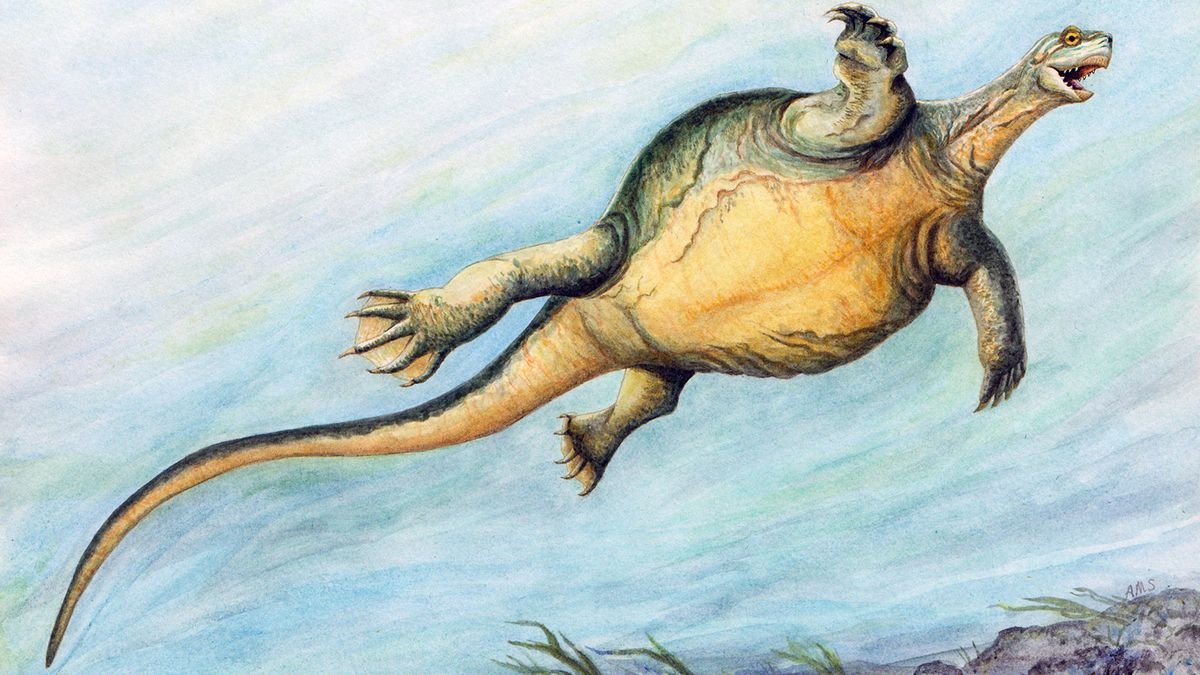 Prehistoric Turtle Had a Toothless Beak But No Shell