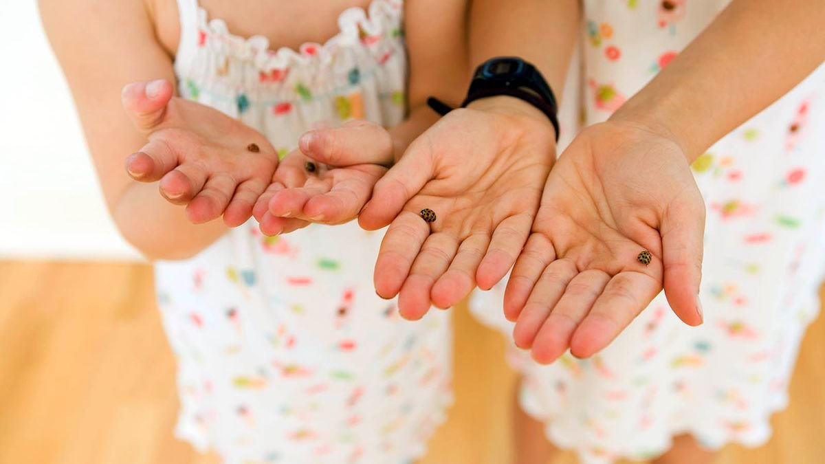 How to Get Rid of Ladybugs In Your House