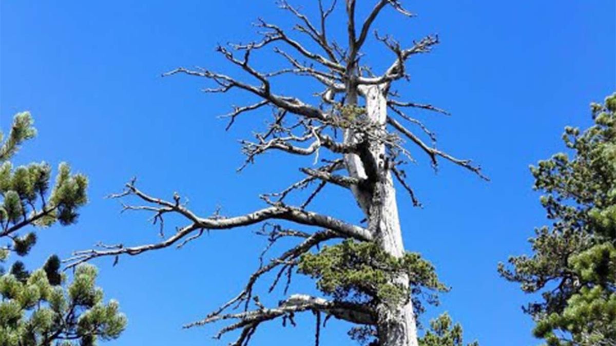 Europe's Oldest Tree Is Still Growing