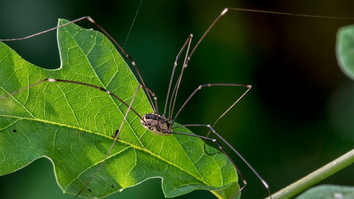 Daddy Longlegs Aren't (Necessarily) Spiders; So What Are They?