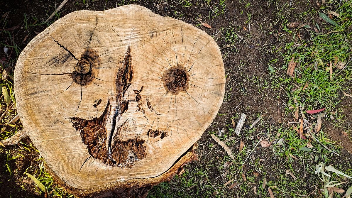 Pareidolia: Why We See Faces in Almost Everything