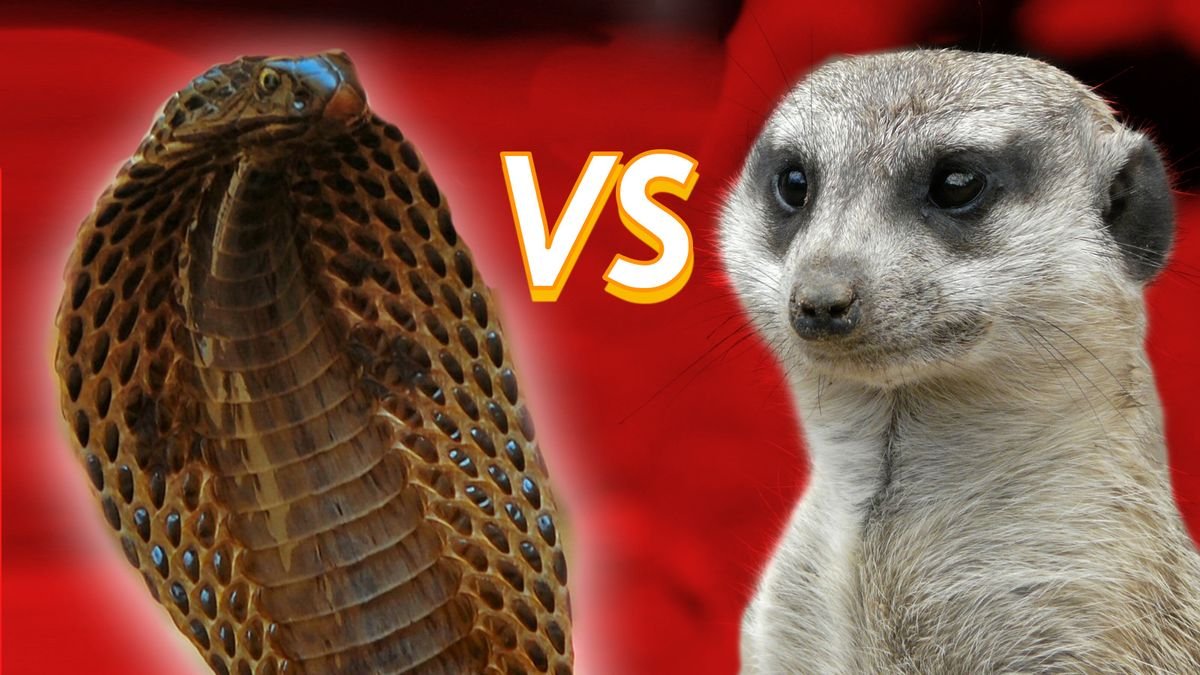 1. Mongoose vs. Cobra: Who'd Win in a Grudge Match?