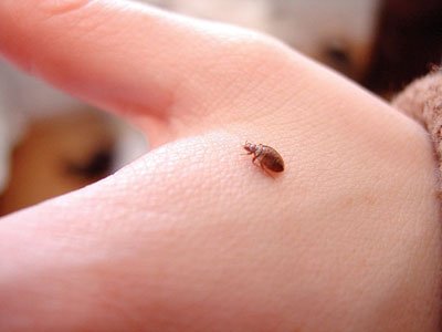 What are bedbugs?