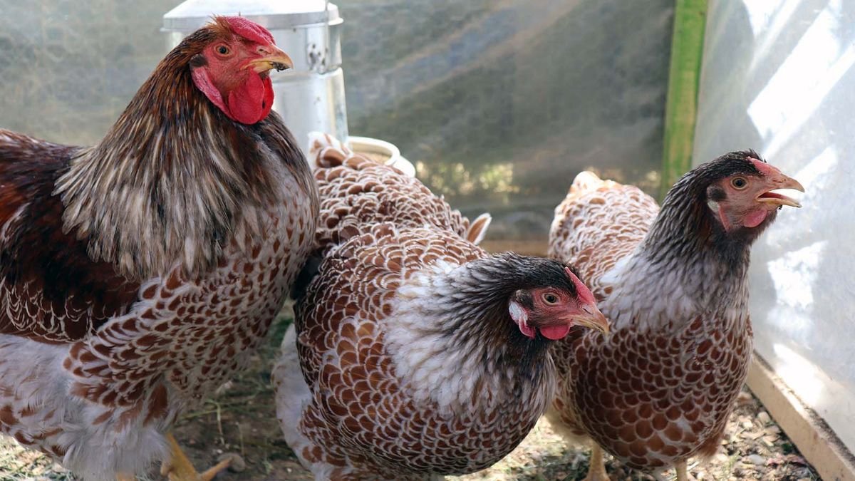 Do Backyard Chickens Make Eggcellent Pets?
