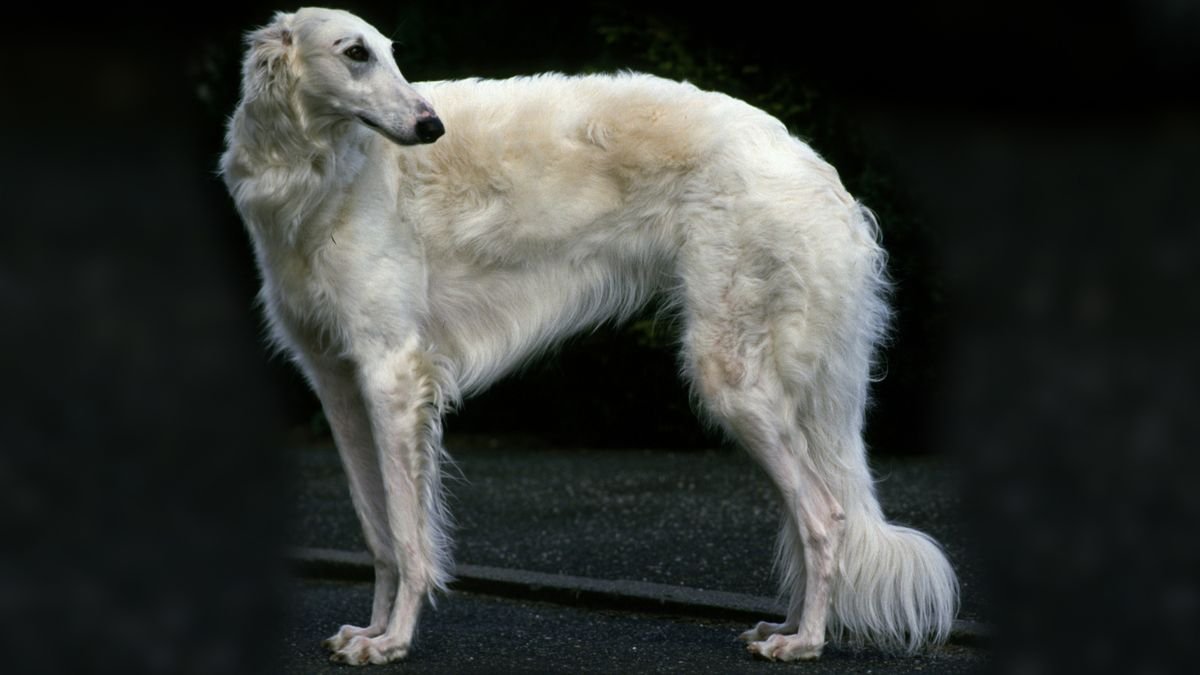 The Greyhound-like Borzoi Can Take Down a Wolf. What Can Your Dog Do?