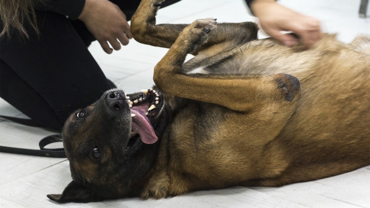 Why Dogs Love Belly Rubs, Cats Not So Much — Plus Answers to Other Pet Questions