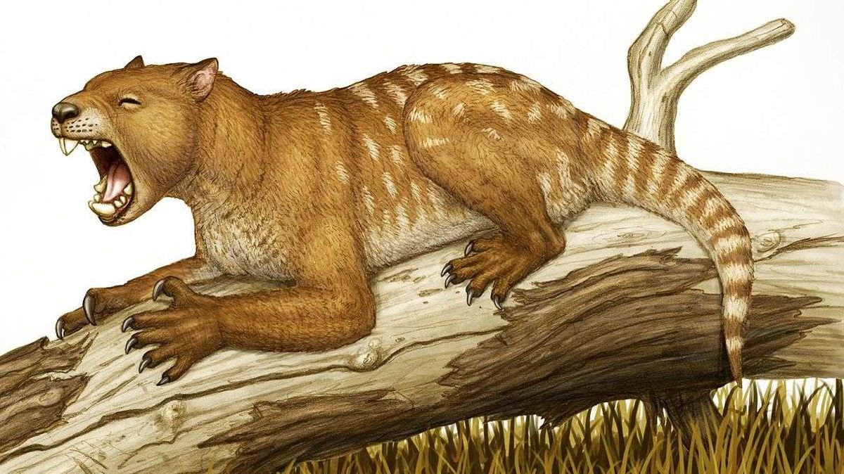 Extinct Marsupial Lions Killed Prey in a Really Weird Way
