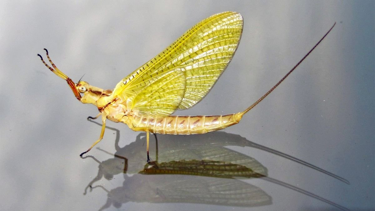 The Ancient Mayfly Briefly Lives Only to Reproduce and Die