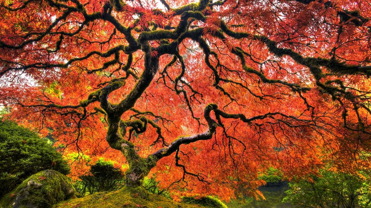 How to Care for a Japanese Maple Tree