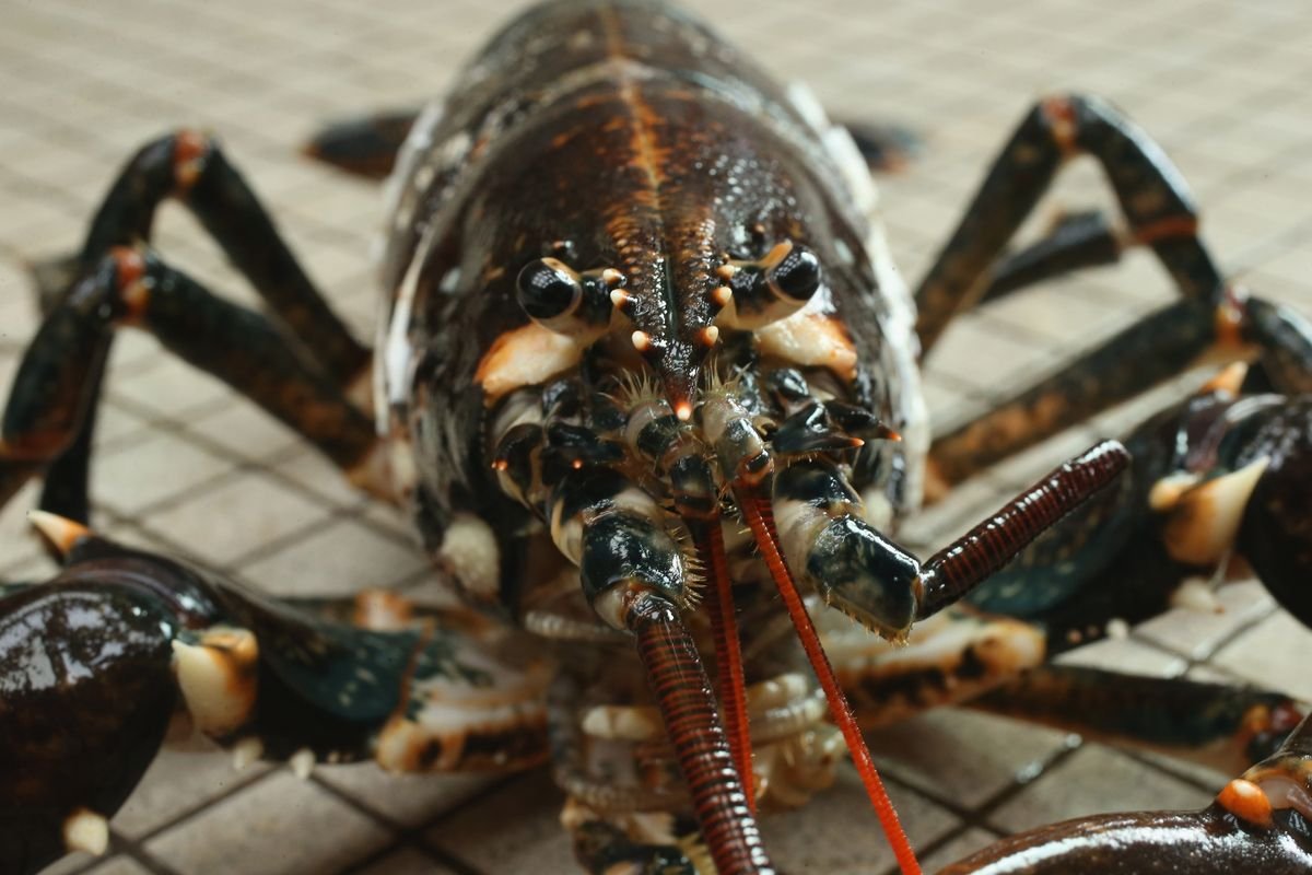 Why Is Lobster So Expensive, and Will it Stay That Way?— Plus More