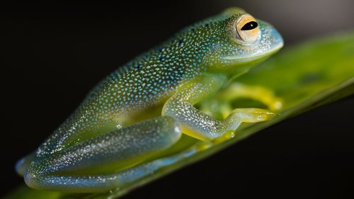 The Glass Frog Diverts Its Blood Flow to Activate Invisibility