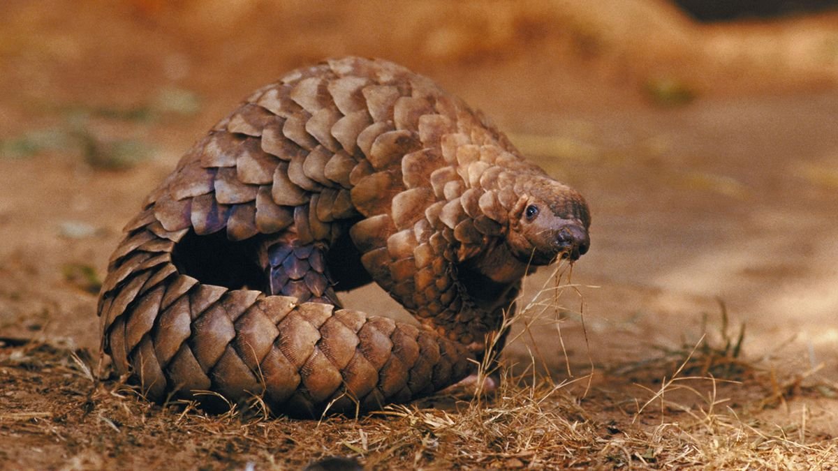 6 of the Weirdest Animals on the Planet