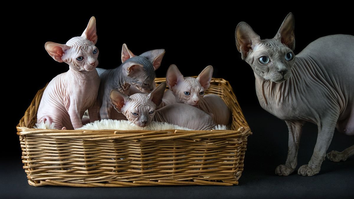 Sphynx Cats Are Surprisingly Sweet and Cuddly