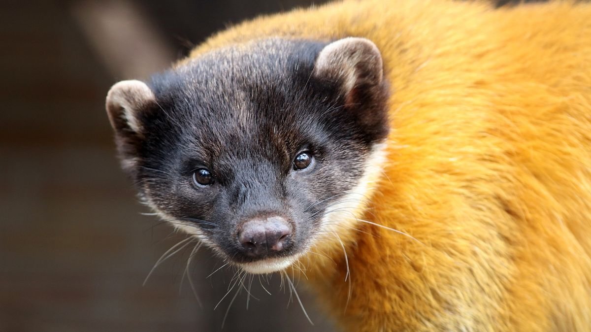 14 Animals That Start With 'Y': From Yeti Crabs to Yorkie Poos