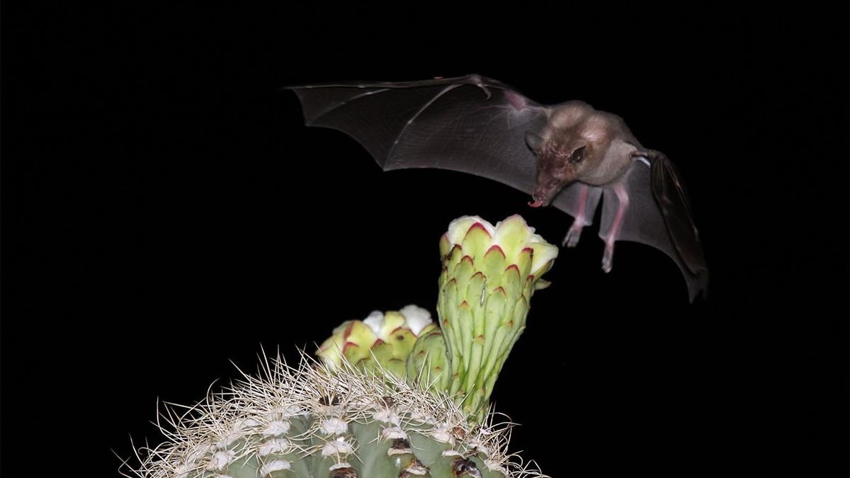 Fruit Bats Are the Best Pollinators (and Suppliers of Tequila)