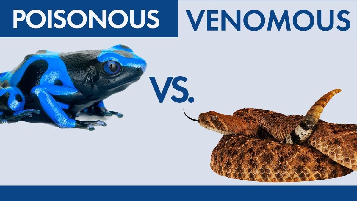 What's the Difference Between Poisonous and Venomous? - cover