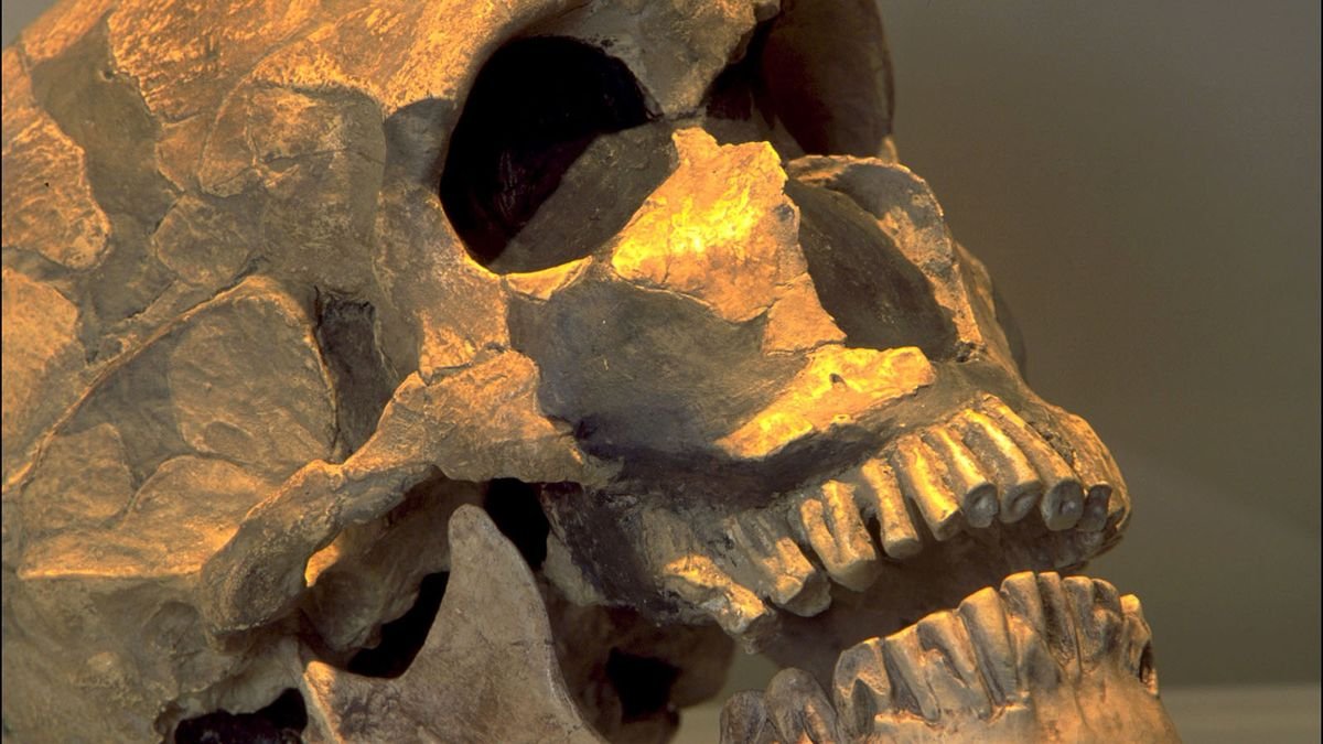 Toddler Skeleton Indicates Neanderthals Buried Their Dead