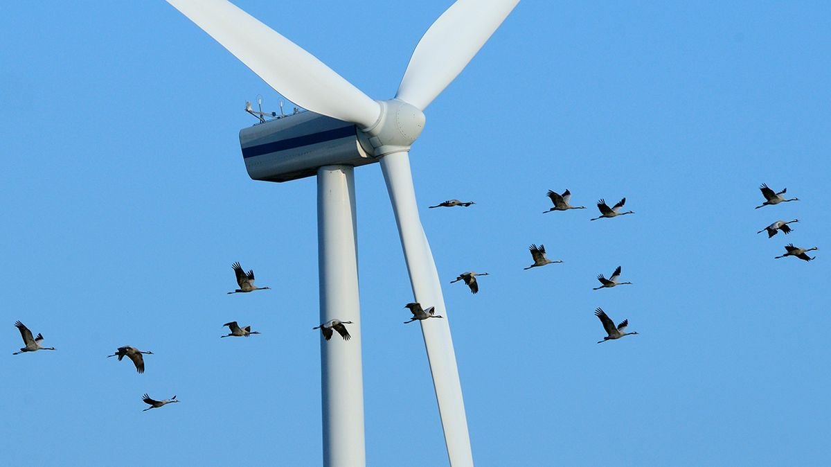 What Wind Power Critics Who Cry 'Bird' Get Wrong
