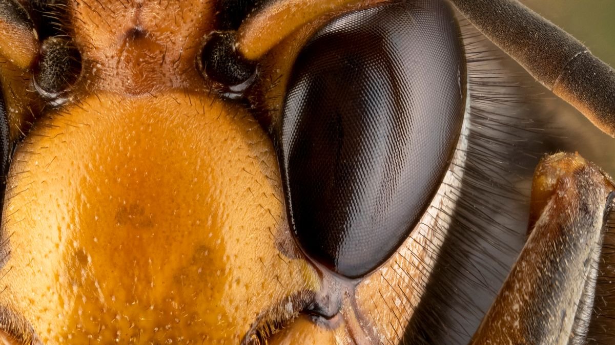 8 of the Scariest Animals for Pure Nightmare Fuel