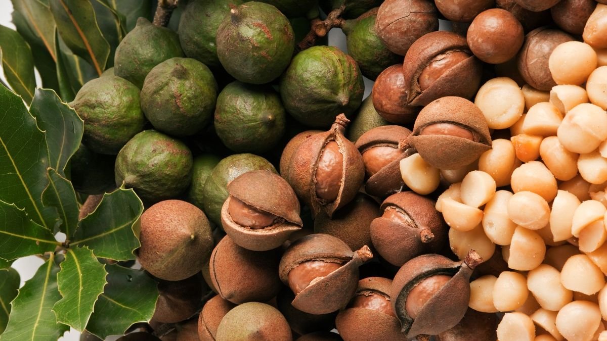 Here's Why Macadamia Nuts Are So Delicious and So Crazy Expensive