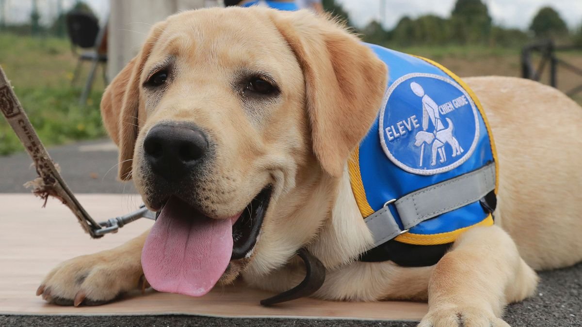 How Guide Dogs Work