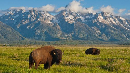 Bison vs. Buffalo: What's the Difference?