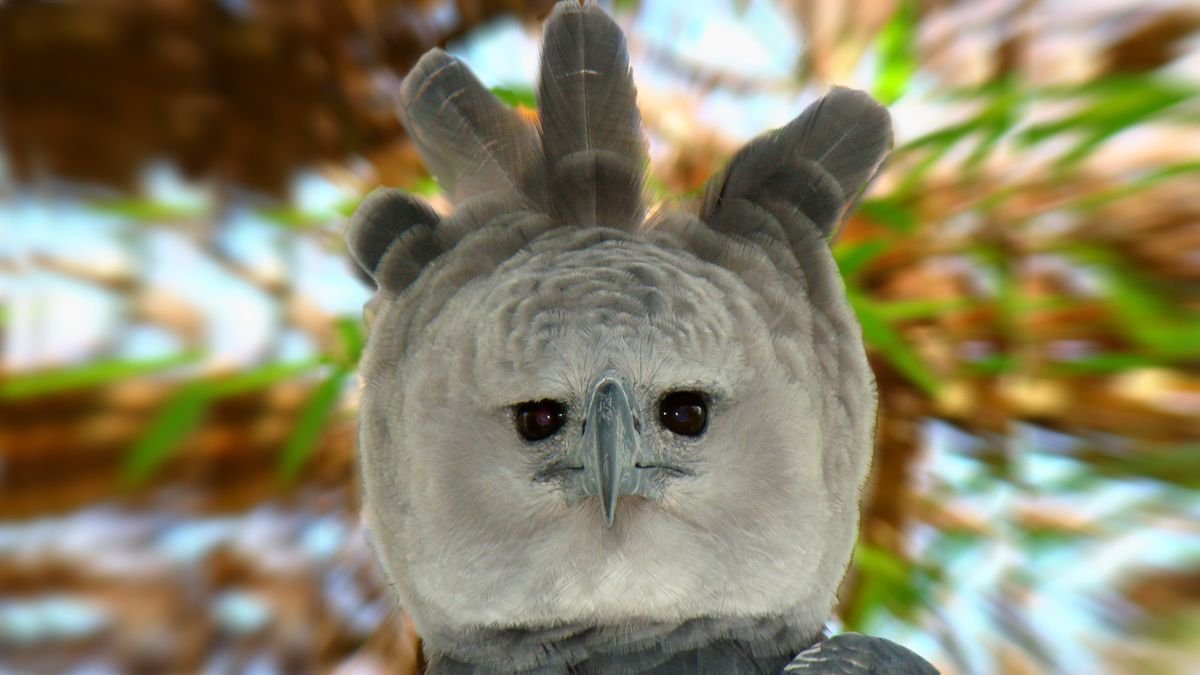 The Harpy Eagle: Terrifying Apex Predator or Creepy Halloween Costume?