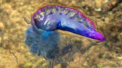 The Portuguese Man-of-war Is Not a Jellyfish and Packs a Nasty Sting