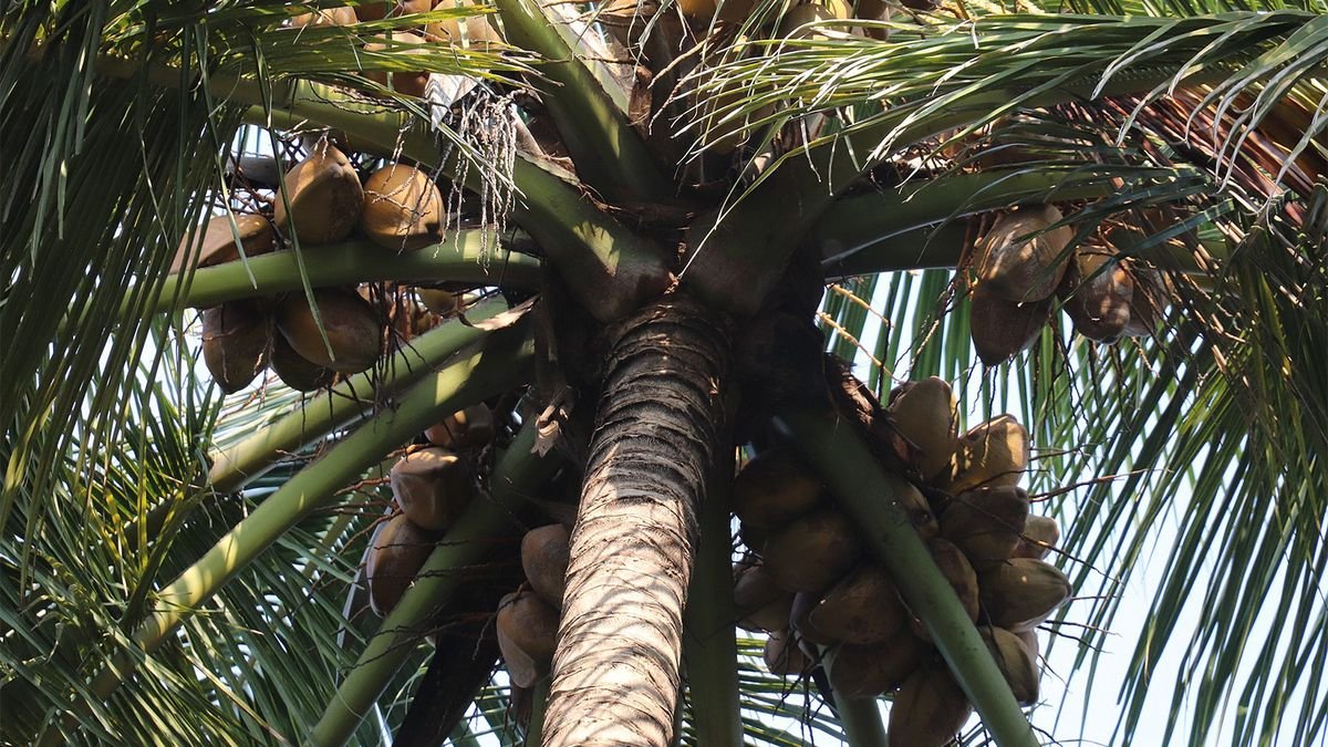 Coconut Palm Trees Could Save Your Life on a Desert Island