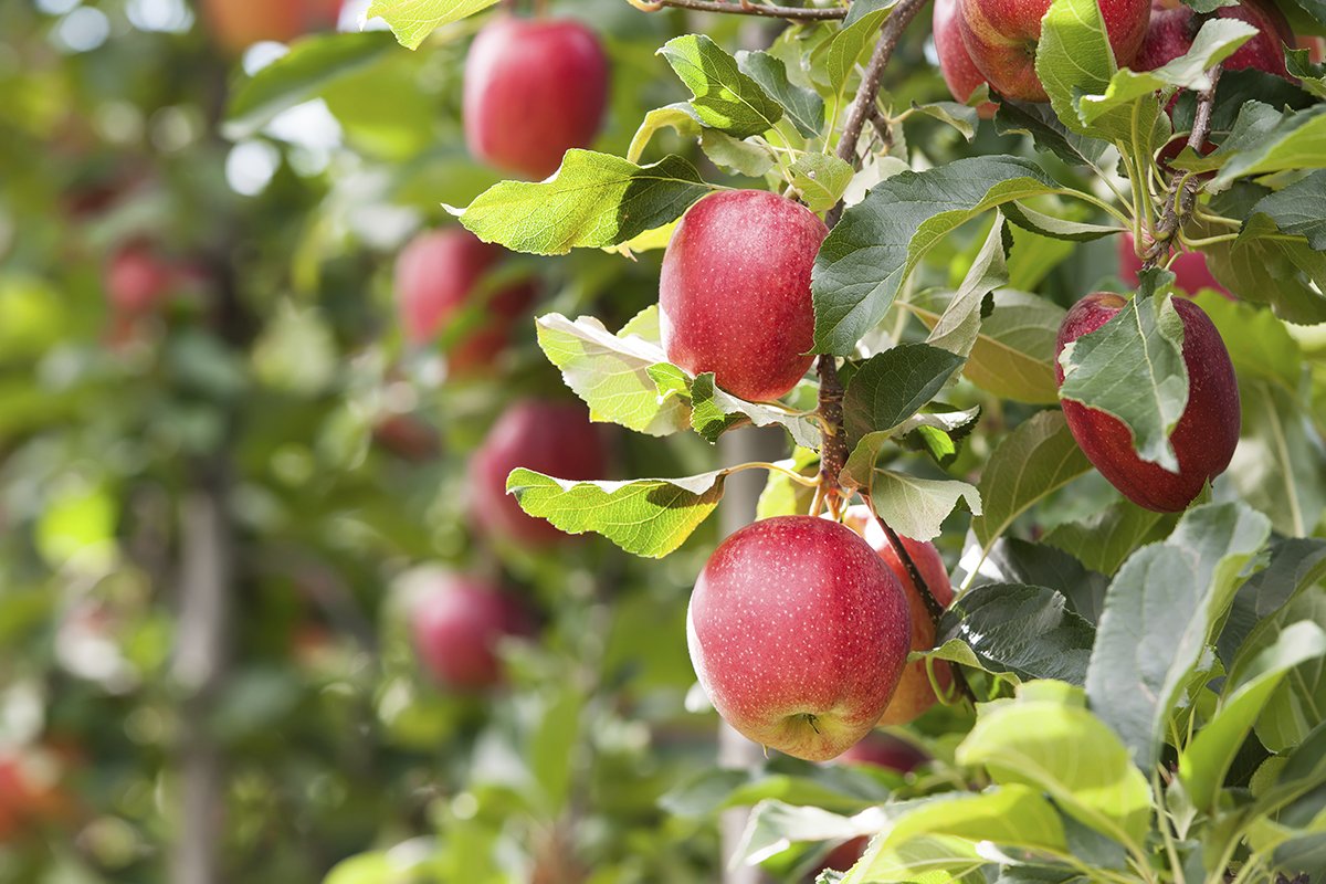 Did Johnny Appleseed Really Plant Apples all Over America?