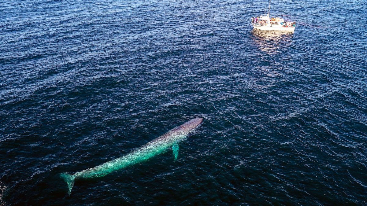 The Blue Whale: Bigger Than Megalodon | Flipboard