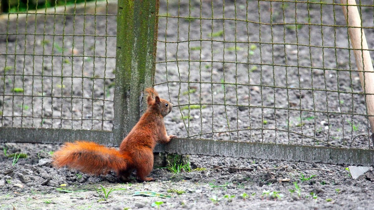 It's Gardening Season: 5 Tips to Keep Squirrels Out