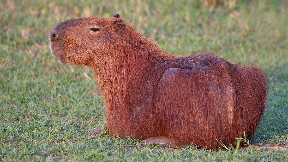 The Charismatic Capybara Is Chiller Than Your Dog