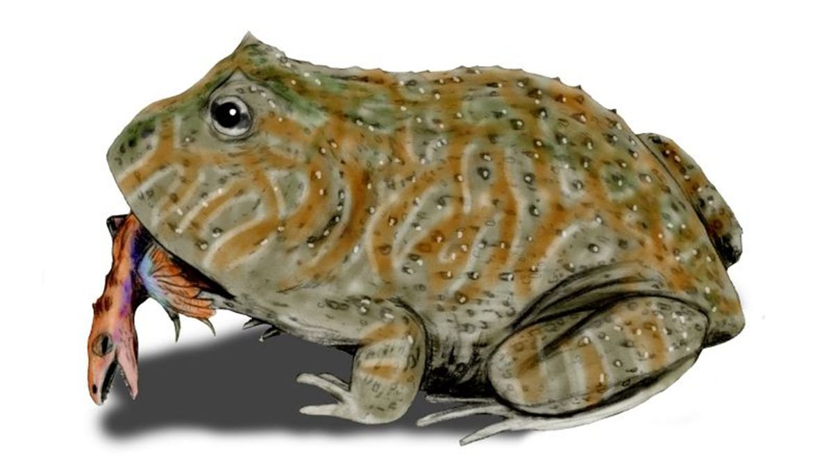 Prehistoric Frog Had a Monstrous Bite