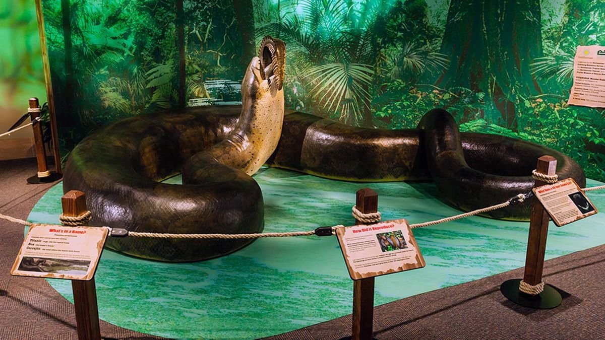 The Massive Titanoboa Snake Once Ruled the Colombian Rainforest | Flipboard