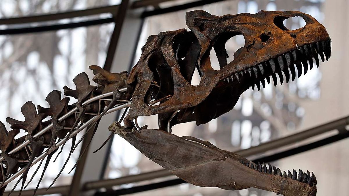 Who Owns the Rights to a Dinosaur Skeleton?
