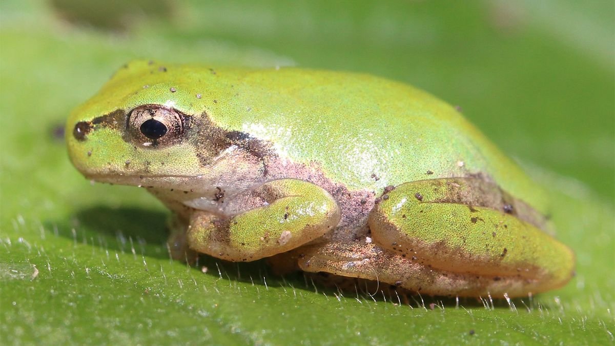 Frogs Can't Vomit, So They Eject Their Entire Stomachs - cover