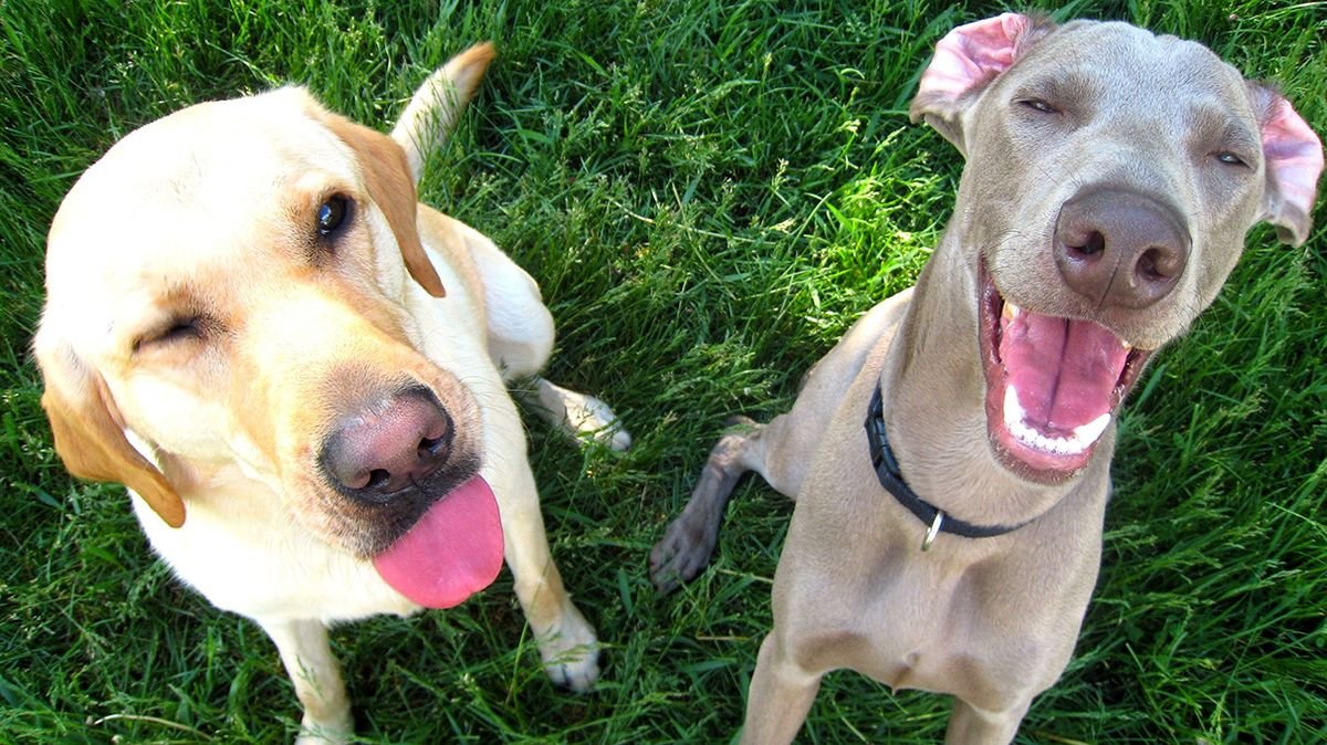 Dogs Make More Expressive Faces When Humans Are Watching
