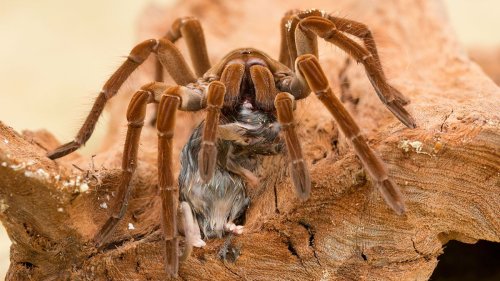 Goliath Birdeater: A Huge Tarantula That Only Eats Birds Sometimes
