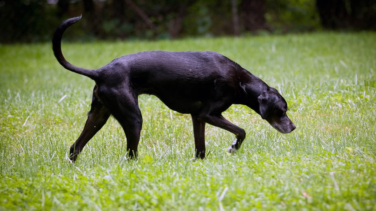 Can Dogs Lose Their Ability to Smell?