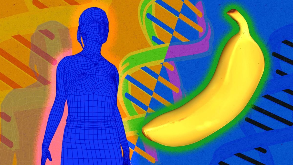 Do People and Bananas Really Share 50 Percent of the Same DNA?