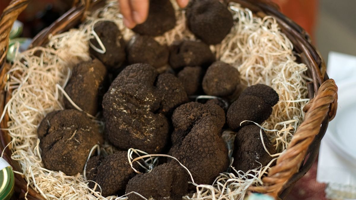 Truffles: The Rarest and Most Expensive Fungi in the World
