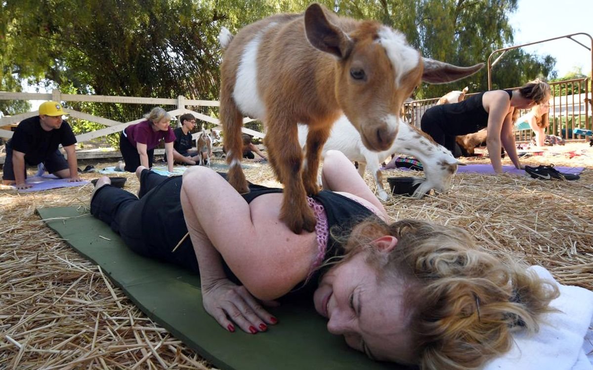 Goat Yoga Is Taking Zen to a Whole New Level