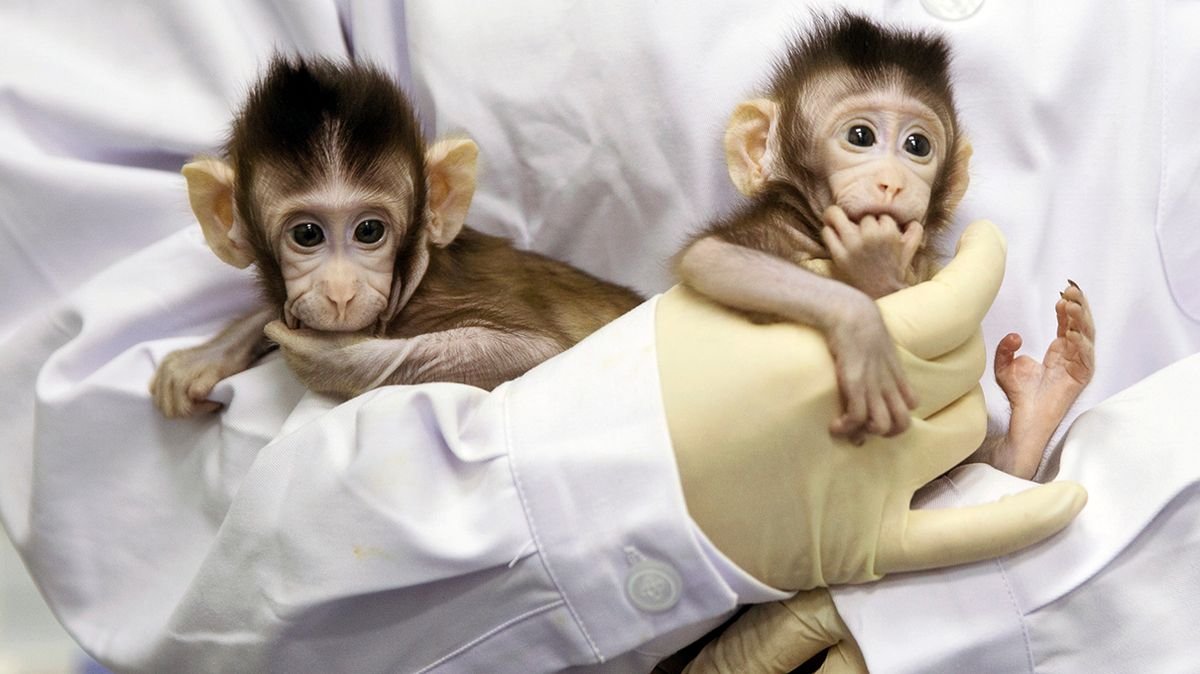 Twin Monkeys First-Ever Cloned Like Dolly the Sheep