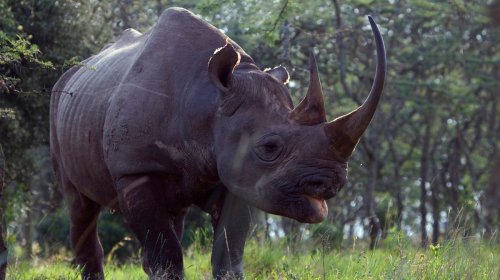 The Black Rhino, aka Hook-lipped Rhinoceros — Plus More About Rhinos