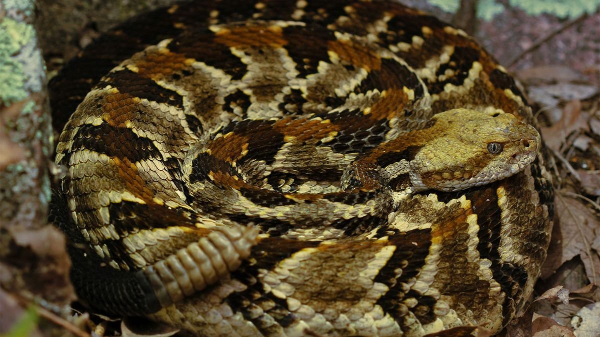 The Highly Venomous Timber Rattlesnake Is an American Icon