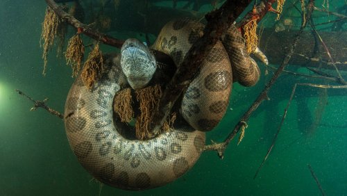 Green Anaconda: Meet the Heaviest Snake in the World — Plus More About Snakes