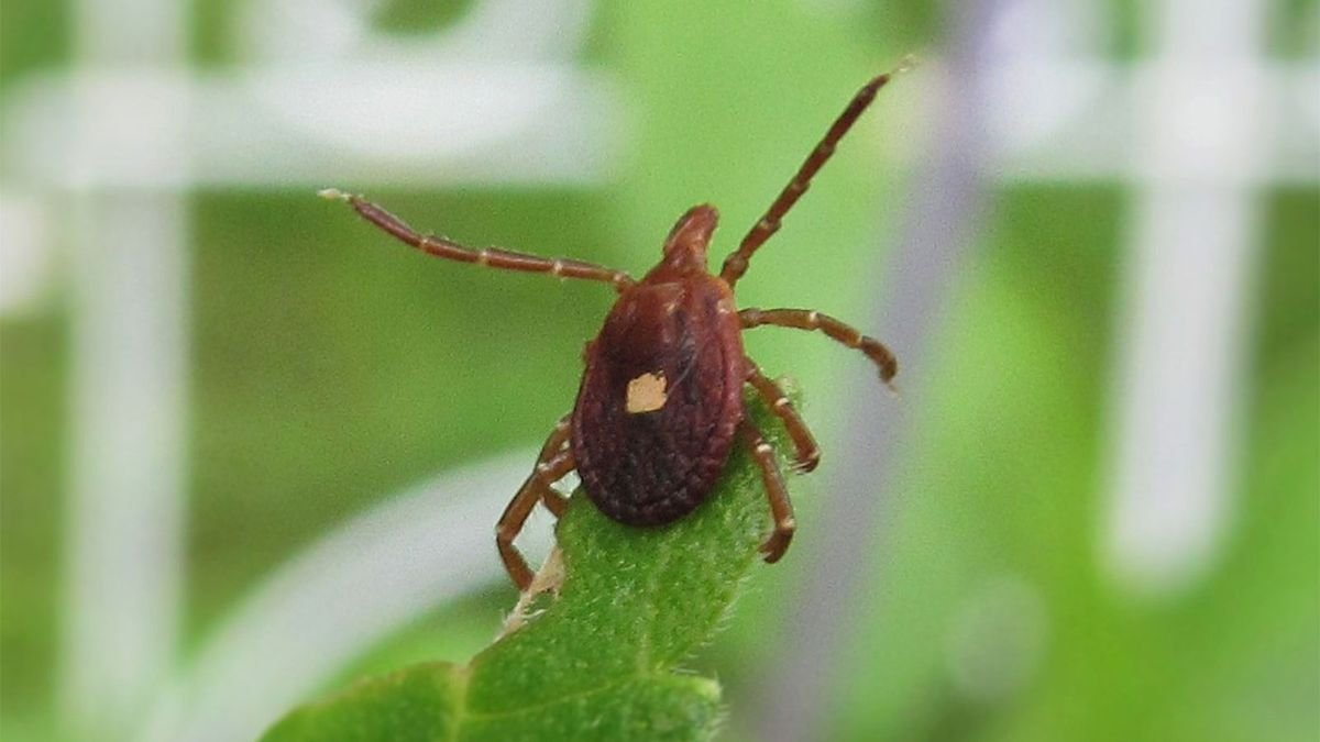 Alpha-gal Syndrome: The Meat Allergy Caused by a Tick