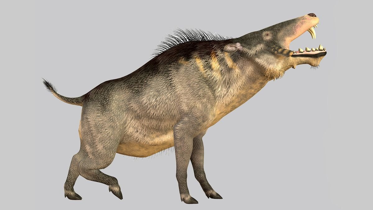 Scary Prehistoric 'Hell Pigs' Once Roamed the Earth