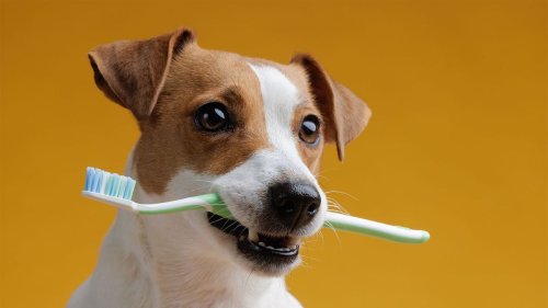 Do You Really Need to Brush Your Dog's Teeth? — Plus More Pet Questions Answered